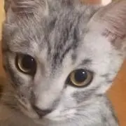 リア吉