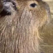 カピバラの画像