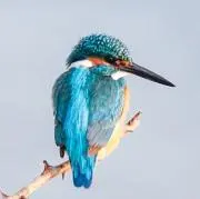 もろこしの画像