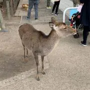 ころ