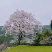 Parisの画像