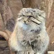 Akの画像