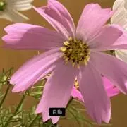 秋桜の画像