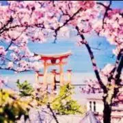 Am_POARetꕤ︎︎·͜·の画像
