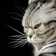 ねこ