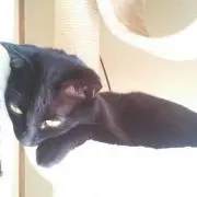 黒猫のモモ