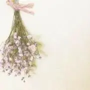 hiraの画像