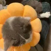 ぽんの画像