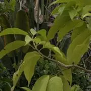 heleの画像
