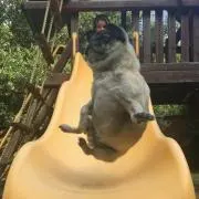 まーやん
