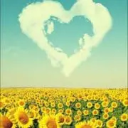 ❤︎向日葵❤︎