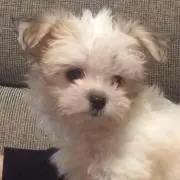 みかん