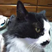 hbnobuの画像