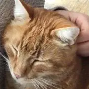 まっさ