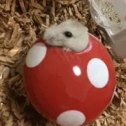 まよよんの画像