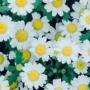 す(引っ越しのため断捨離中です。)の画像