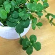 greentea☆必ずプロフ見てね！