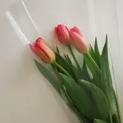 hanaの画像