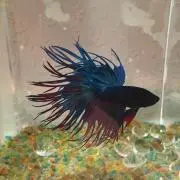 コス