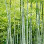 bambooの画像