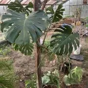 ひろし