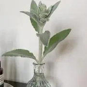 はる