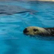 たまこ