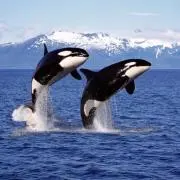 Mの画像