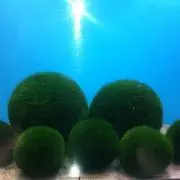 まりもの画像