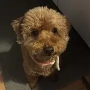 マルの画像