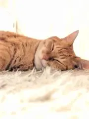 ほしの画像