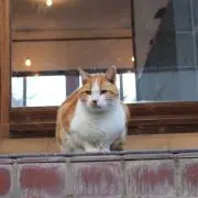 サメ