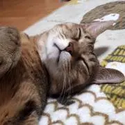 るみみっくの画像