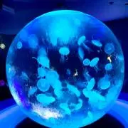 たかの画像