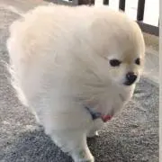 ポメの画像