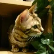 まぴだ