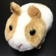 YHの画像