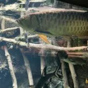 kyrmai様専用 コミックボンボン 99年10月 〜00年3,4,5,6月号 - メルカリ