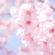 Sakura45の画像