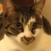 こぺんの画像