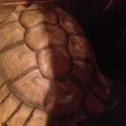 みつ