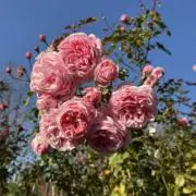 ⭐︎ロゼ⭐︎断捨離プロフ必読☆*.。.:の画像