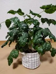 TOOTAの画像