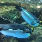 ペンギンの画像