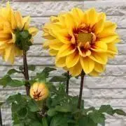 Dahliaの画像