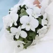 まめたの画像
