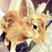 Amの画像