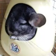 よしなの画像