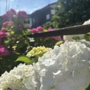 よよの画像
