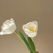rinの画像